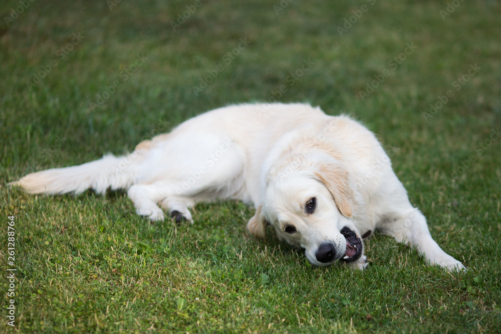 lovely cute golden retriever playing with a ball on green grass lovely cute golden retriever playing with a ball on green grass