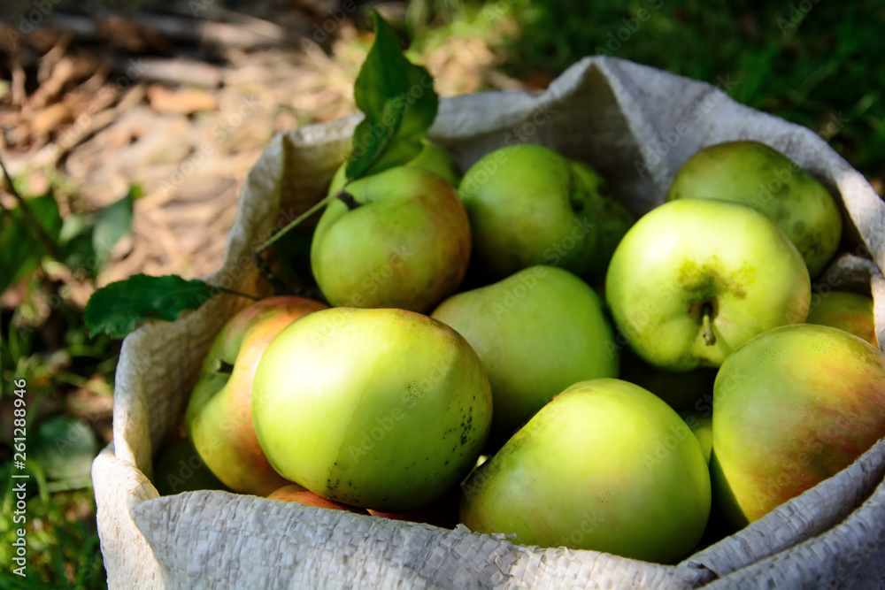 Ripe apples in bag. Harvesting time. Close up. Selective focus Ripe apples in bag. Harvesting time. Close up. Selective focus