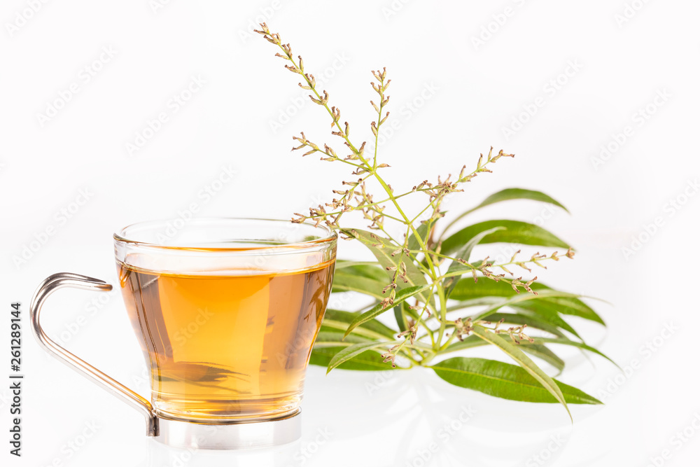Tea with lemon verbena - Aloysia citrodora. White background Tea with lemon verbena - Aloysia citrodora. White background