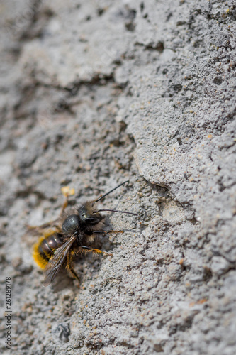 Close up macro of bee on gray concrete at sunny day