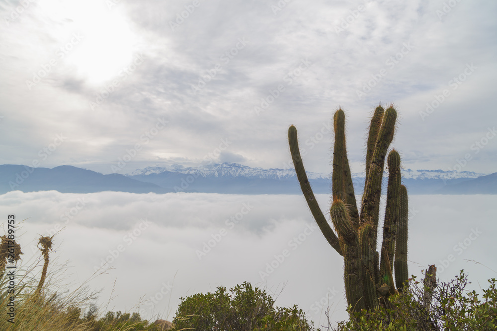 Cactus sobre la altura de las nubes
