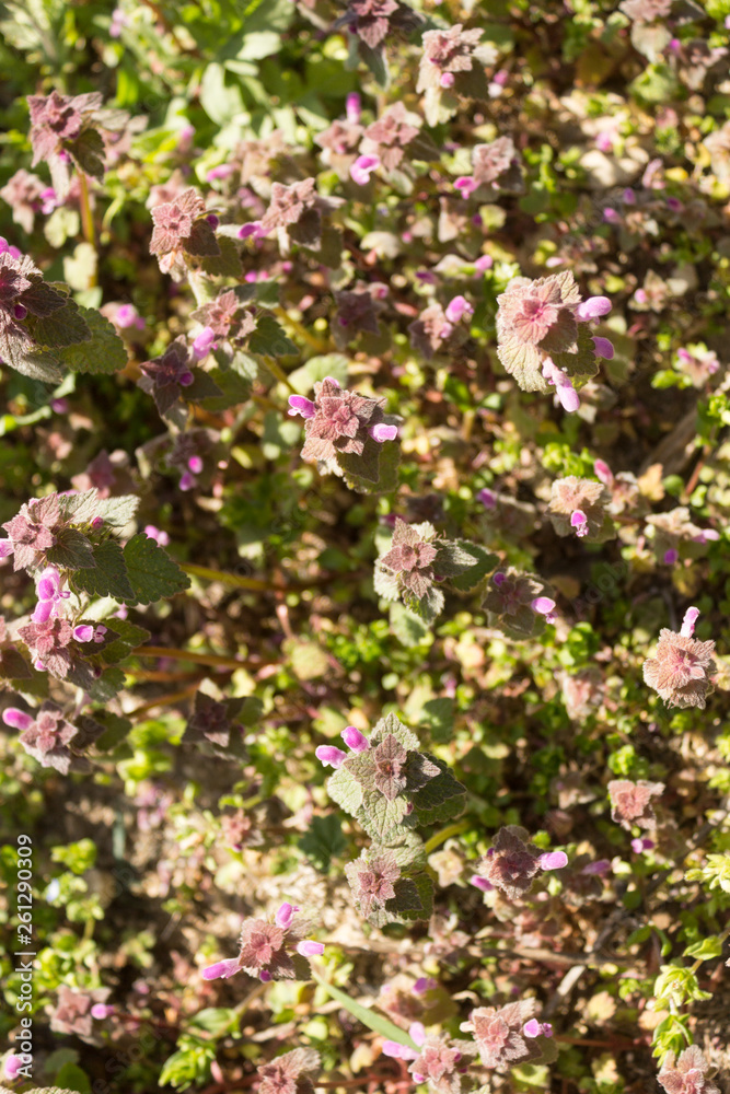 Blooming Red Dead nettle (Lamium purpureum) in its natural environment. Blooming Red Dead nettle (Lamium purpureum) in its natural environment.