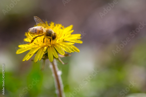 Bee collecting pollen on bright yellow dandelion flower. Taraxacum blossoming flower © Zoran
