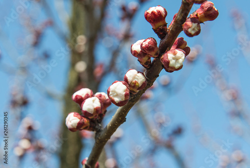 Apricot flower buds on the branch close up