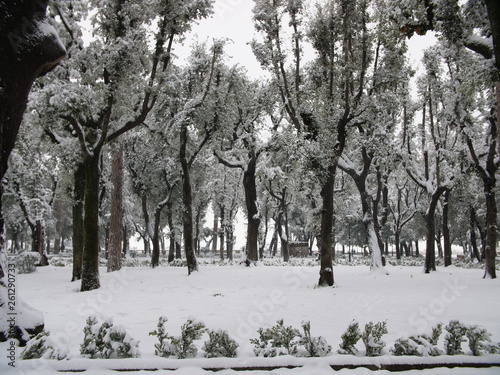 Trees covered with snow in a park in Italy Rome in wintertime.