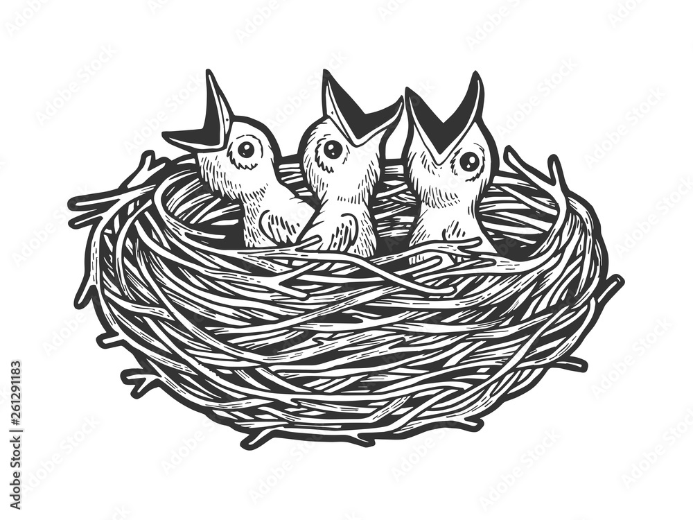 Nestling bird in nest sketch engraving vector illustration. Scratch