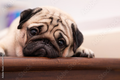 cute dog pug breed have a question and making funny face feeling so happiness and fun,Selective focus © 220 Selfmade studio