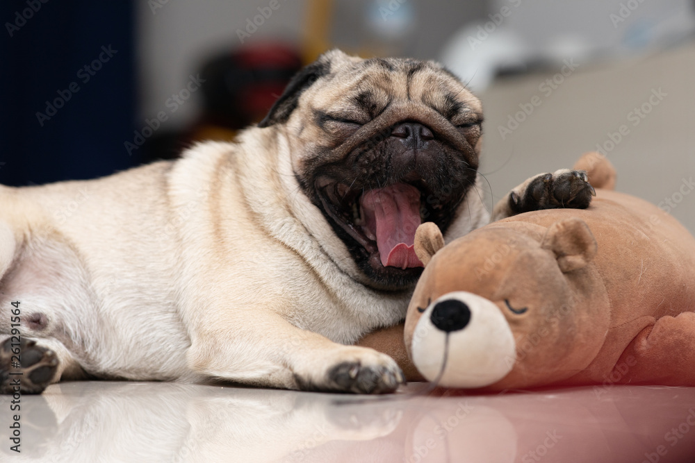 Cute dog pug lying on floor yawning before sleep Cute dog pug lying on floor yawning before sleep