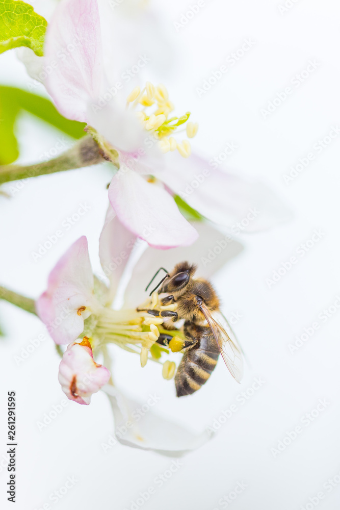 Bee collecting pollen on apple tree blossoming flower at spring. Apple tree bloom