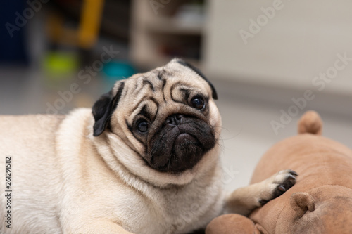 Fototapeta Naklejka Na Ścianę i Meble -  cute dog pug breed have a question and making funny face feeling so happiness and fun,Selective focus