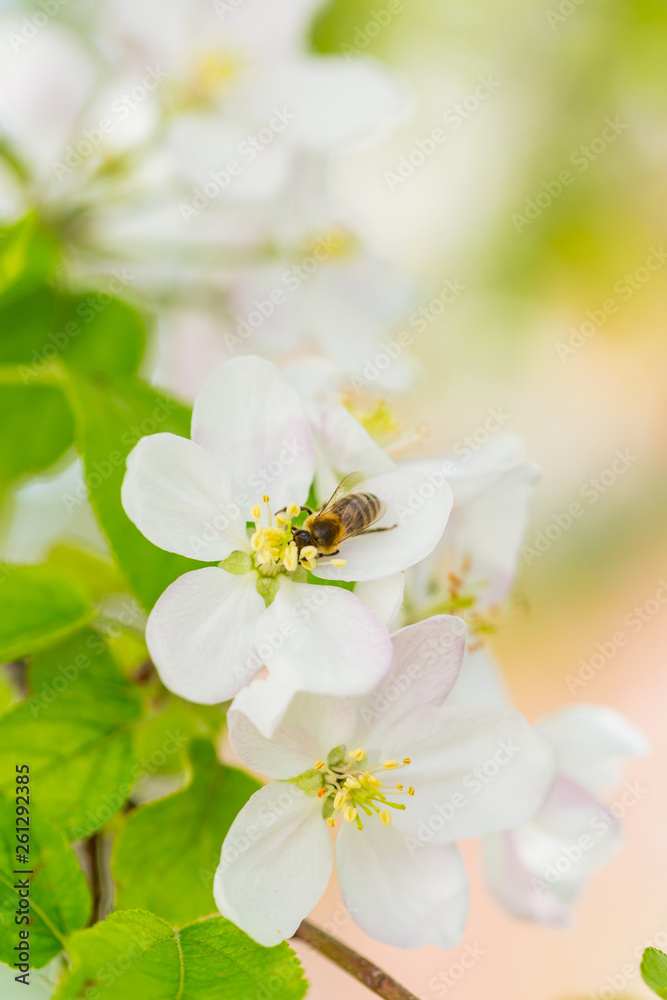 Bee collecting pollen on apple tree blossoming flower at spring. Apple tree bloom Bee collecting pollen on apple tree blossoming flower at spring. Apple tree bloom
