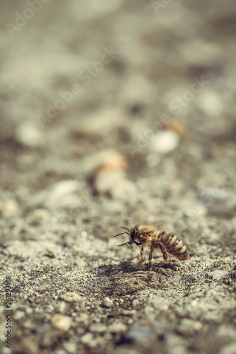 Close up macro of bee on gray concrete at sunny day
