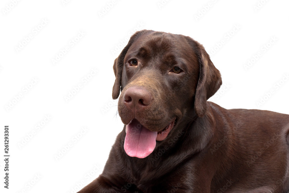 Portrait of a Labrador Retriever on a white background