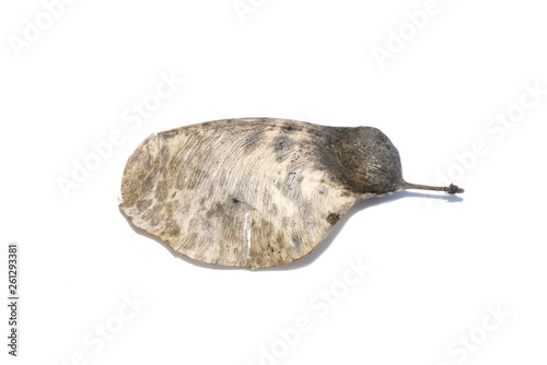 Seed from rosewood tree Tipuana tipu isolated on white background
