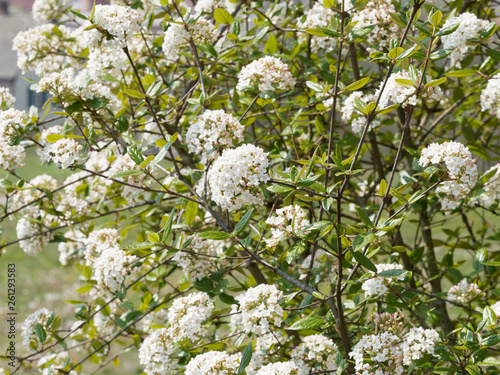 Viorne de Burkwood (Viburnum burkwoodii) aux rameaux garnis de boules de fleurs blanches et parfumées photo