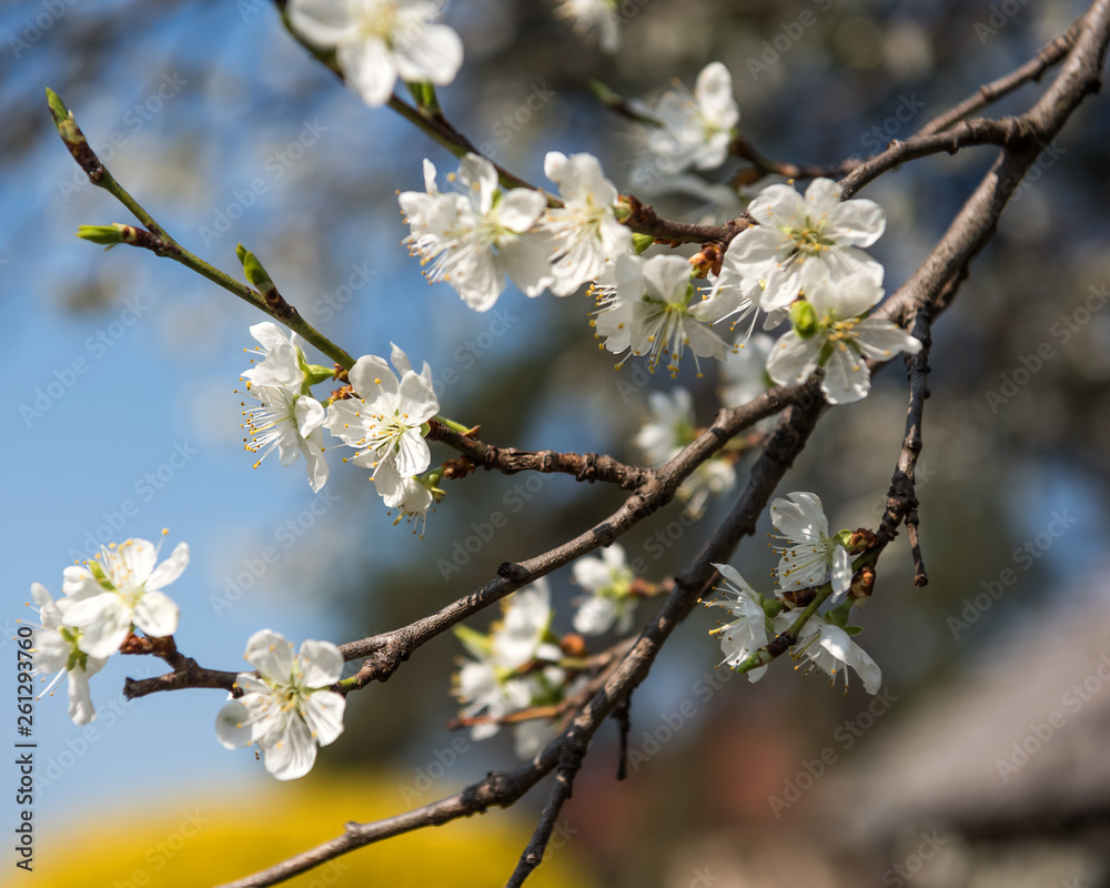 Blooming tree with white flowers in spring. Springtime Blooming tree with white flowers in spring. Springtime