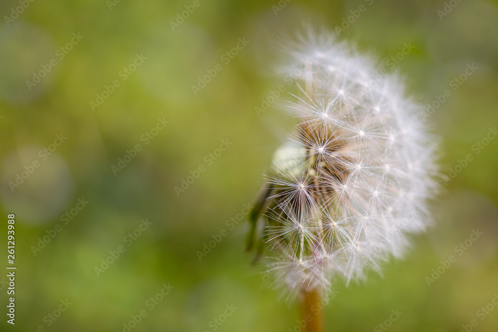 Close up of half dendelion seeds blown away. Taraxacum seeds isolated Close up of half dendelion seeds blown away. Taraxacum seeds isolated