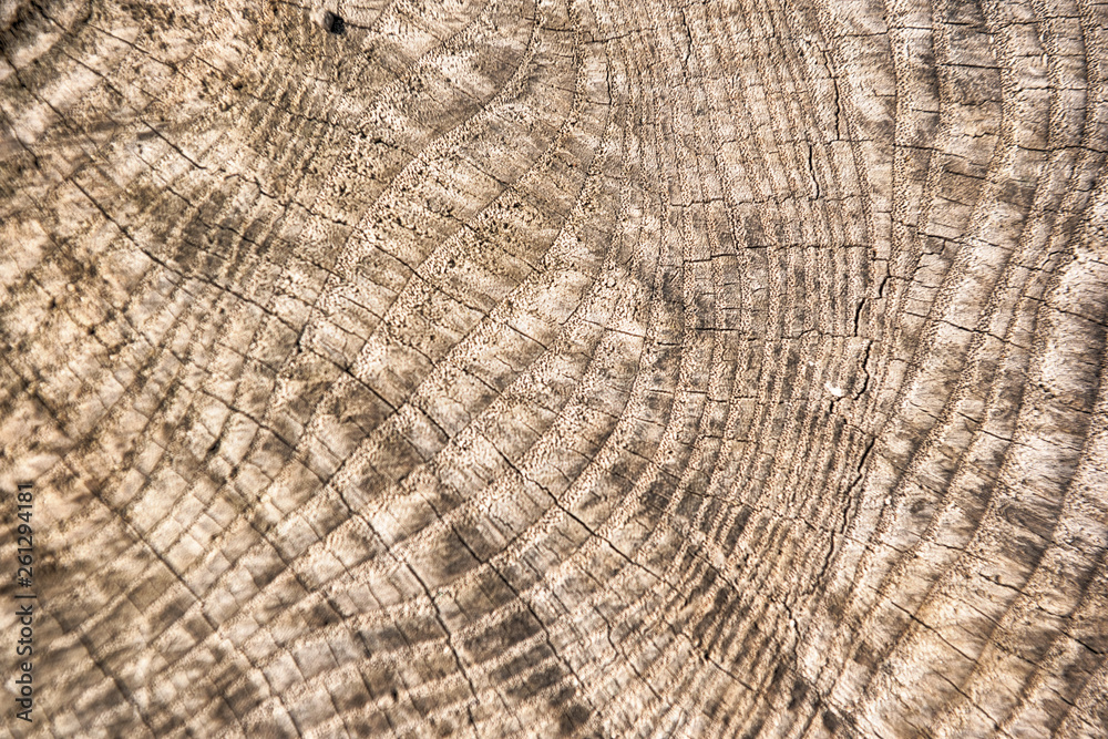 Fototapeta premium Old wooden texture background. Centenary brown wood texture