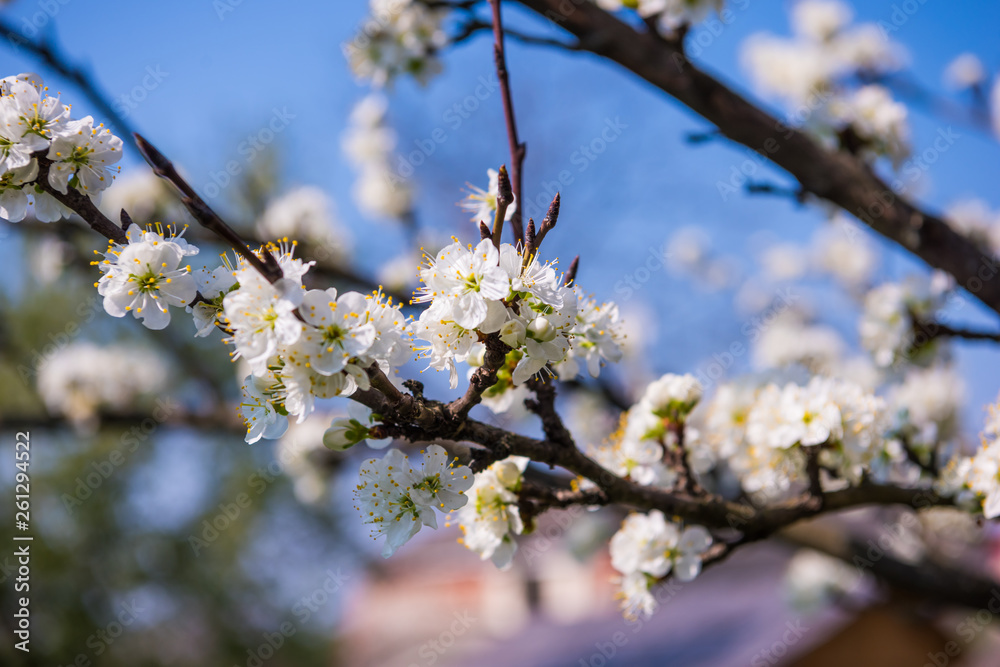 Blooming tree with white flowers in spring. Springtime Blooming tree with white flowers in spring. Springtime