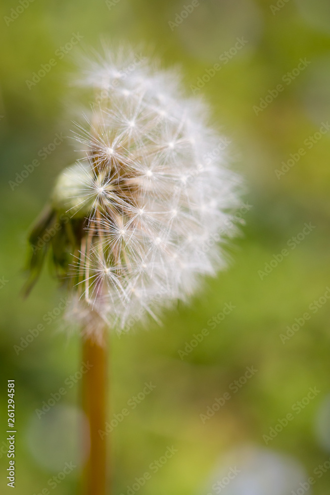 Obraz premium Close up of half dendelion seeds blown away. Taraxacum seeds isolated