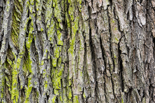 bark of an old deciduous tree