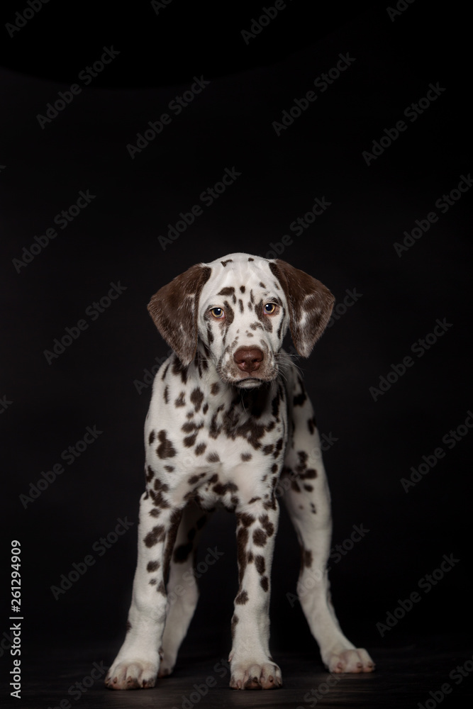 Hund Rassehund Dalmatinerwelpe im Fotostudio Hund Rassehund Dalmatinerwelpe im Fotostudio