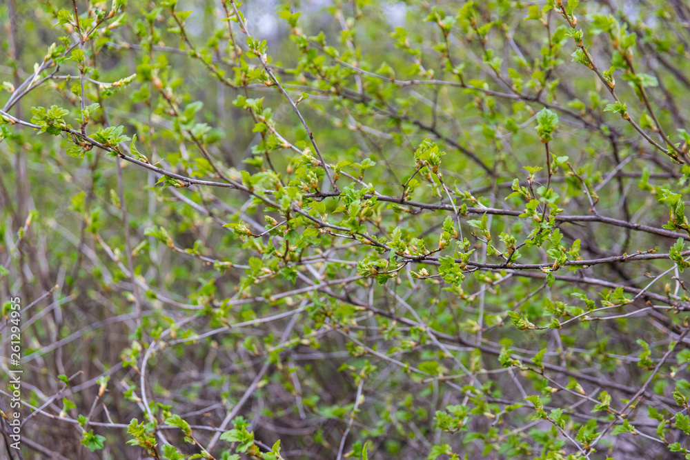 green blooming leaves on a tree branch in the spring green blooming leaves on a tree branch in the spring