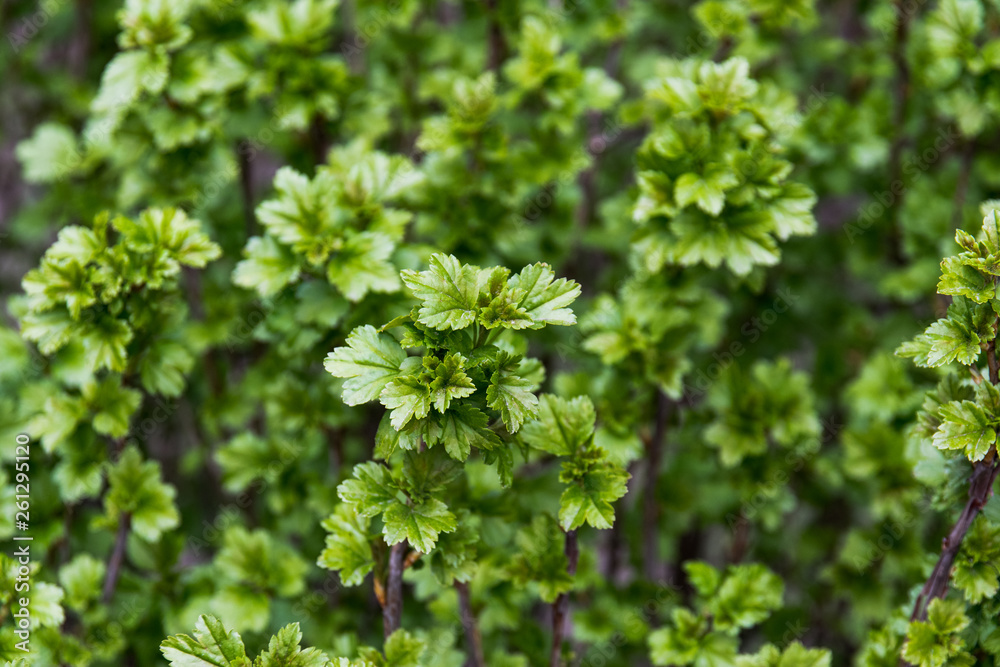 green leaves of a tree in spring, green branch green leaves of a tree in spring, green branch