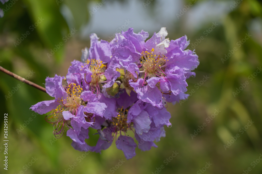 Selective focus Lagerstroemia Speciosa flower are blooming in a garden.Beautiful sweet purple flower.