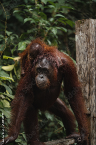 Orangutans in the wild nature. Borneo, Indonesia.