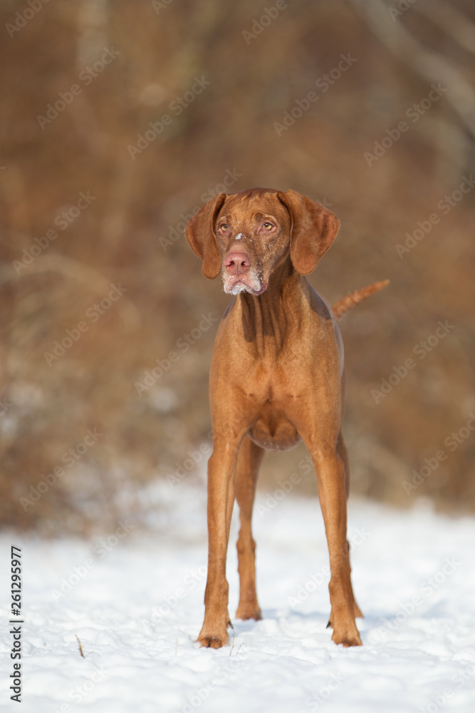 Magyar Vizsla im Schnee Rassehund im Winter Hündin ungarischer Vorstehhund Magyar Vizsla im Schnee Rassehund im Winter Hündin ungarischer Vorstehhund