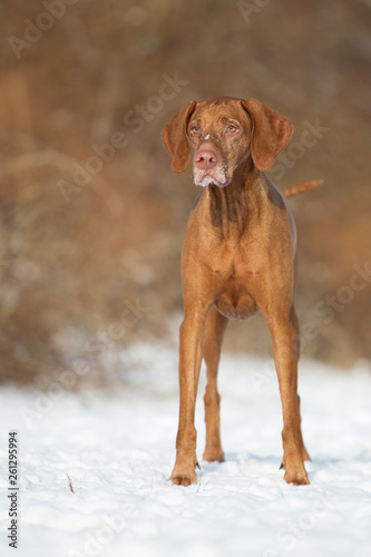 Hund Magyar Vizsla im Schnee Rassehund im Winter Hündin ungarischer Vorstehhund 