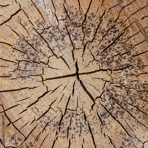 cracked background wooden many dashes slept pine weathered old surface close-up base natural