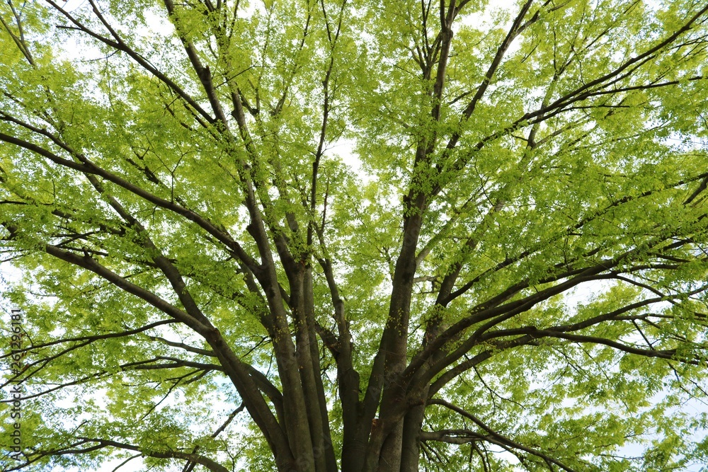 Obraz premium 樹木 春 若葉 杤木