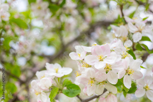 Apple tree blossom flowers on branch at spring. Beautiful blooming flowers isolated with blurred background.