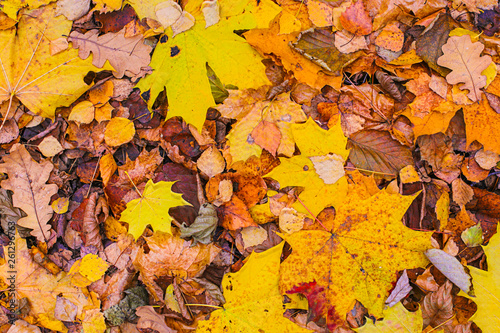 panno autumn leaves bright colorful background maple oak larch flora design base site