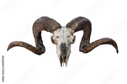 animal skull natural large curved brown horns on a white background. Sheep skull bone creepy trophy photo
