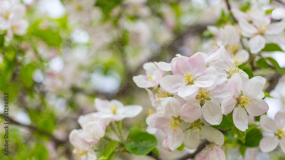 Fototapeta premium Apple tree blossom flowers on branch at spring. Beautiful blooming flowers isolated with blurred background.