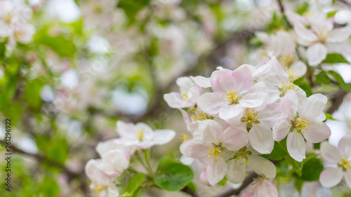 Apple tree blossom flowers on branch at spring. Beautiful blooming flowers isolated with blurred background. © Zoran