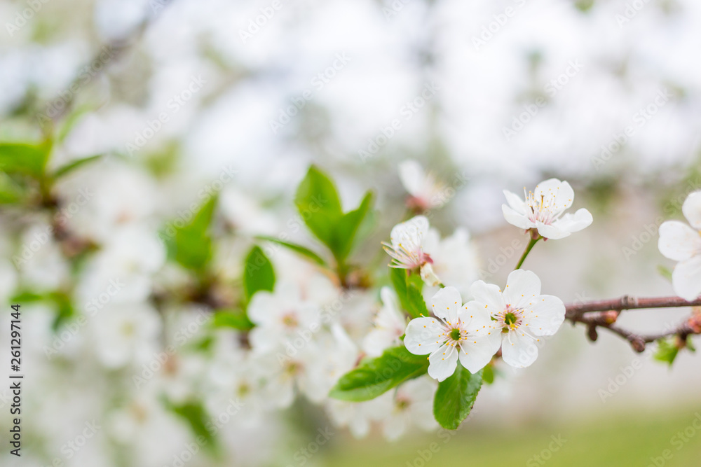 Apple tree blossom flowers on branch at spring. Beautiful blooming flowers isolated with blurred background. Apple tree blossom flowers on branch at spring. Beautiful blooming flowers isolated with blurred background.