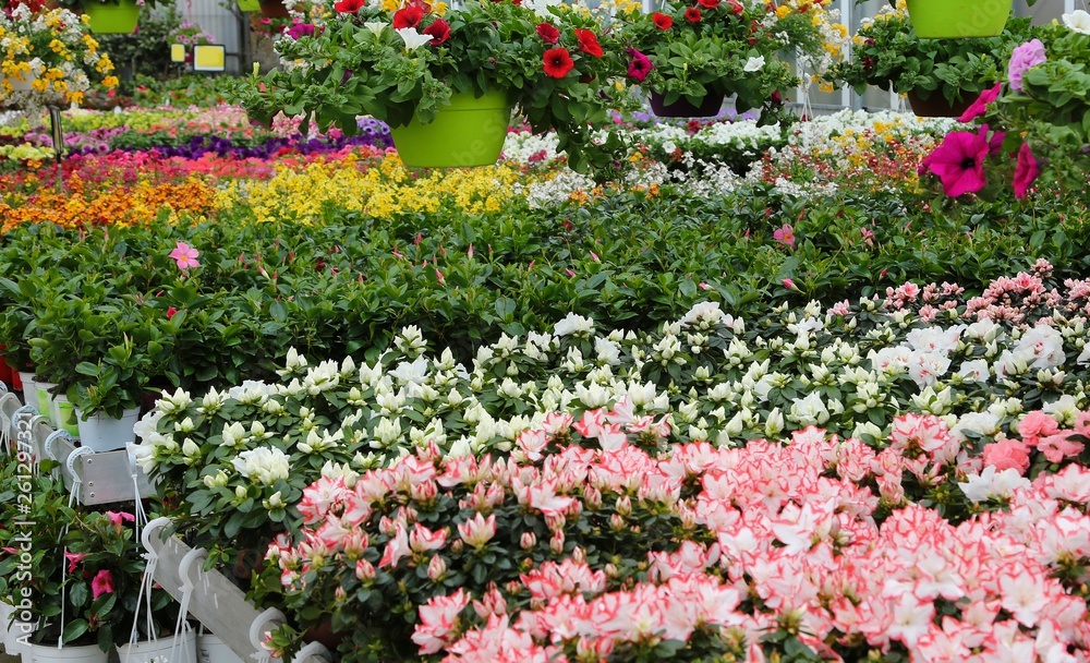 greenhouse with sale of plants and flowers