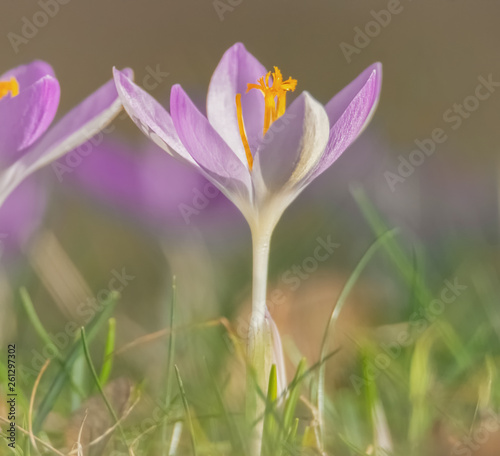 Krokus auf der Fr  hlingswiese