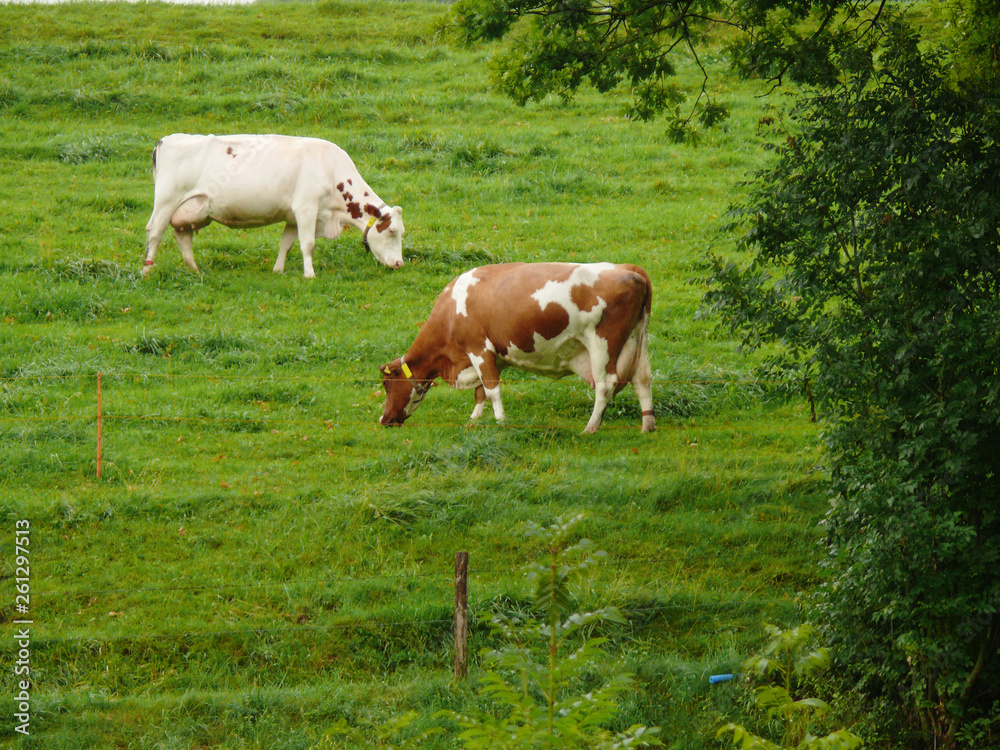 Cows grazing on a green hill