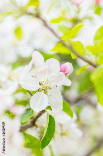 One apple tree blossom flower on branch at spring. Beautiful blooming flower isolated with blurred background. © Zoran