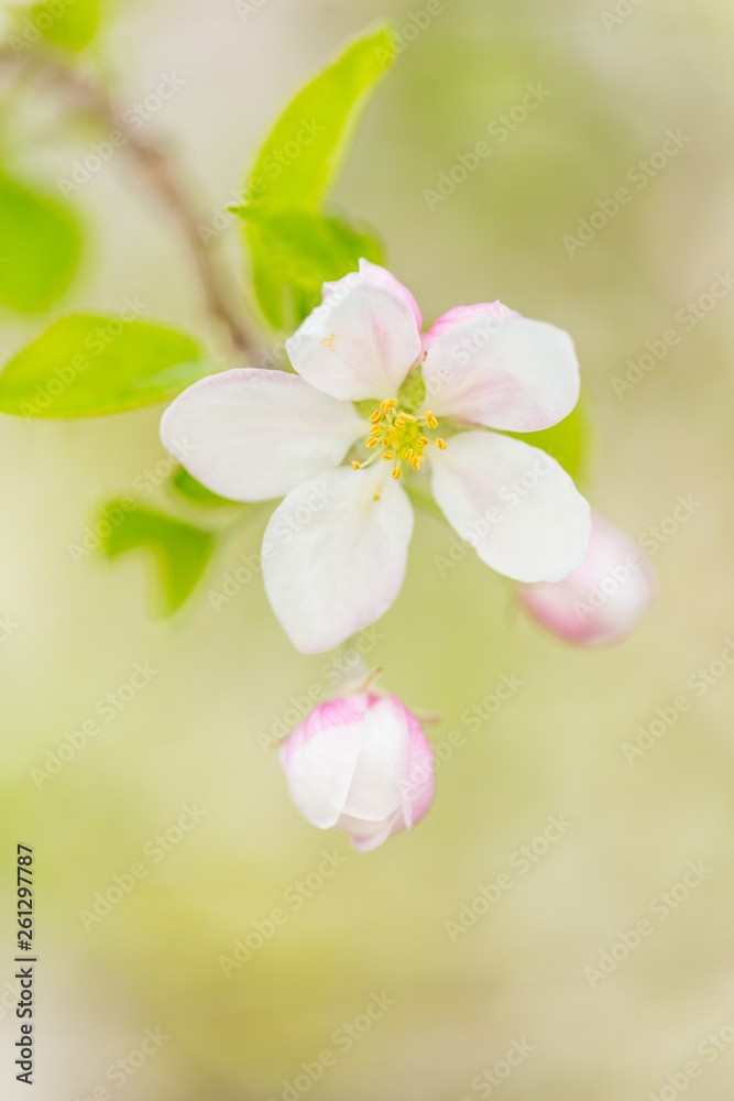 One apple tree blossom flower on branch at spring. Beautiful blooming flower isolated with blurred background. One apple tree blossom flower on branch at spring. Beautiful blooming flower isolated with blurred background.