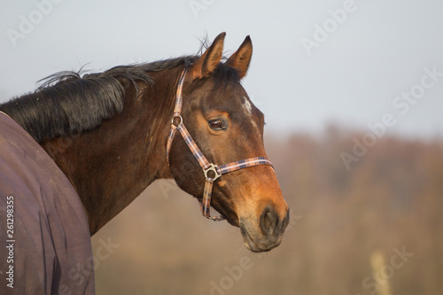 Pferd © Ines Hasenau