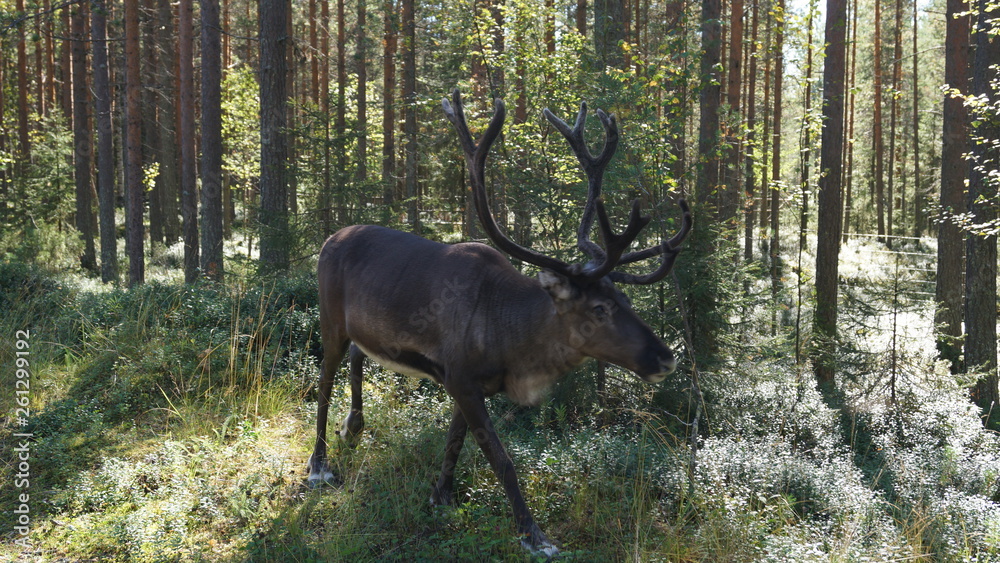Hirsch Hirsch