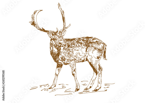 Vector vintage style engraved hand drawn deer animal hunting season. Forest deer with branchy horns in sketch style.
