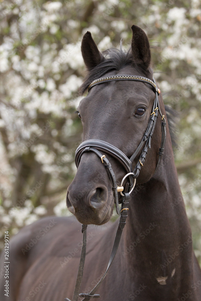Fototapeta premium Pferd Rappe im Frühling