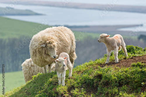 Fotografie Sheep and Lambs